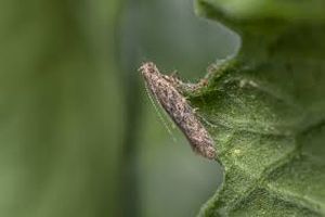 uploads/images/pest/chickpealeaf miner.jpg